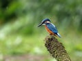 Juvenile kingfisher on a rusty rail