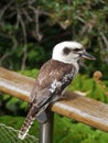 A juvenile Kookaburra Royalty Free Stock Photo