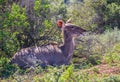 Young kudu cow resting in the shade Royalty Free Stock Photo