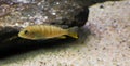 Juvenile labidochromis perlmutt cichlid, a tropical fish from the lake malawi in Africa Royalty Free Stock Photo