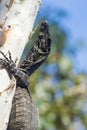 Juvenile lace monitor (Varanus varius) or goanna from Australia