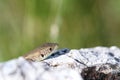 Juvenile lacerta viridis hiding Royalty Free Stock Photo