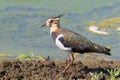 Juvenile Lapwing - Vanellus vanellus Royalty Free Stock Photo