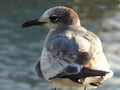 Juvenile laughing gull from Florida