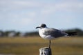 Juvenile Laughing Gull posing Royalty Free Stock Photo