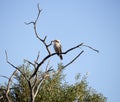 Juvenile Laughing or Australian Kookaburra in a tree. Royalty Free Stock Photo