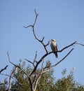 Juvenile Laughing or Australian Kookaburra in a tree. Royalty Free Stock Photo