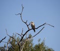 Juvenile Laughing or Australian Kookaburra in a tree. Royalty Free Stock Photo