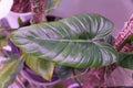 A juvenile leaf of Philodendron Subhastatum, a popular rare houseplant