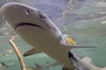 Juvenile Lemon Shark (Negaprion brevirostris) in the mangroves of Bimini, Bahamas