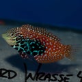 Juvenile Leopard Wrasse Macropharyngodon meleagris