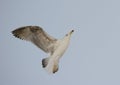 Juvenile Lesser Black-backed gull