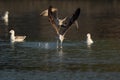 Juvenile Lesser Black-backed Gull chasing other for a fish at Busaiteen coast, Bahrain