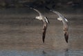 Juvenile Lesser Black-backed Gull chasing other for a fish at Busaiteen coast, Bahrain