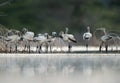 Juvenile Lesser Flamingos, an eye level shot, Lake Bogoria Royalty Free Stock Photo