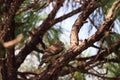 Juvenile light morph Red-tailed hawk Buteo jamaicensis eats a blue jay Royalty Free Stock Photo