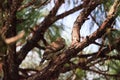 Juvenile light morph Red-tailed hawk Buteo jamaicensis eats a blue jay Royalty Free Stock Photo