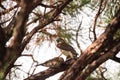 Juvenile light morph Red-tailed hawk Buteo jamaicensis eats a blue jay Royalty Free Stock Photo