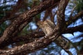 Juvenile light morph Red-tailed hawk Buteo jamaicensis eats a blue jay Royalty Free Stock Photo