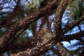 Juvenile light morph Red-tailed hawk Buteo jamaicensis eats a blue jay Royalty Free Stock Photo