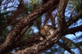 Juvenile light morph Red-tailed hawk Buteo jamaicensis eats a blue jay Royalty Free Stock Photo