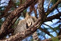 Juvenile light morph Red-tailed hawk Buteo jamaicensis eats a blue jay Royalty Free Stock Photo