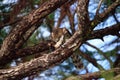 Juvenile light morph Red-tailed hawk Buteo jamaicensis eats a blue jay Royalty Free Stock Photo