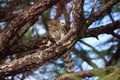 Juvenile light morph Red-tailed hawk Buteo jamaicensis eats a blue jay Royalty Free Stock Photo