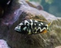 Juvenile Lingingston`s cichlid fish in closeup. a young tropical aquarium pet