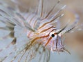 Lion-Fish Royalty Free Stock Photo