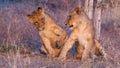 Juvenile lion interaction Royalty Free Stock Photo