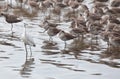 Juvenile Little Blue Heron