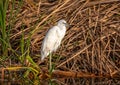 Juvenile Little Blue Heron