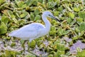 Juvenile Little Blue Heron Closeup