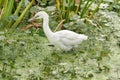 Juvenile Little Blue Heron (Egretta caerulea)