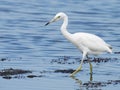 Juvenile Little Blue Heron with frog