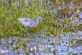 Juvenile Little Blue Heron Hunting For Food