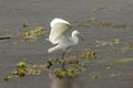 Juvenile little blue heron landing at Orlando Wetlands Park. Royalty Free Stock Photo