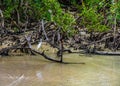 Juvenile Little Blue Heron Perched on a Fallen Mangrove Royalty Free Stock Photo