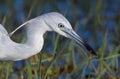 Juvenile little blue heron with a predacious diving beetle larva Royalty Free Stock Photo