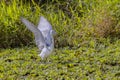 Juvenile Little Blue Heron Spreading Wings