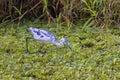 Juvenile Little Blue Heron Staring At Food