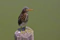 Juvenile Little Green Heron On A Post Royalty Free Stock Photo