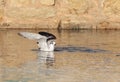 Juvenile Little gull Hydrocoloeus minutus, Malta