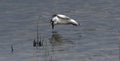 Juvenile little gull look at the water