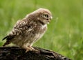 Juvenile Little Owl (Athene noctua)