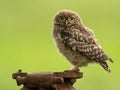 Juvenile Little Owl (Athene noctua)