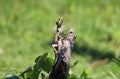 Juvenile lizard taking a sun bath Royalty Free Stock Photo