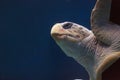 Juvenile loggerhead sea turtle, Caretta caretta