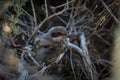 Juvenile Loggerhead Shrike in bush